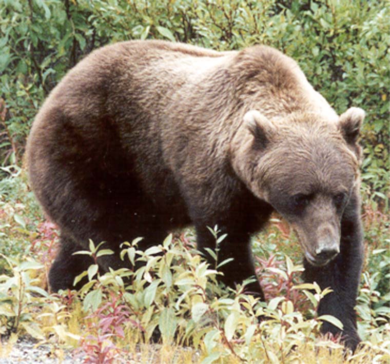 Grizzly 5.jpg 100.8K